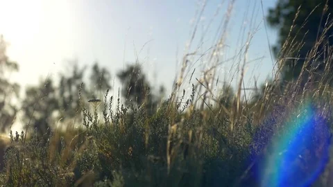 Evening Sun 4 Stock Footage 70990042