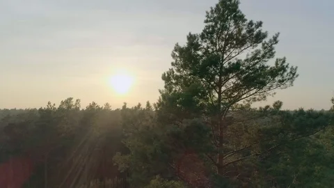 Evening sun above a pine forest in germany 4K Stock Footage 98044986