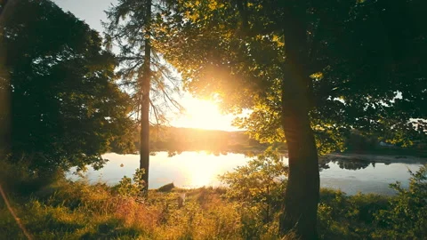 Evening sun breaking through trees in the forest, with calm surface of pond on Video stock 176397329