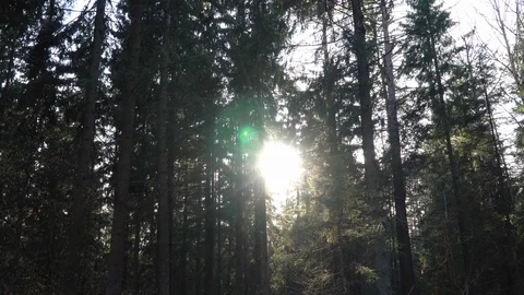 Evening sun breaks through the trees in the forest Stock Footage 105494235