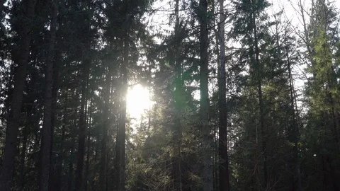 Evening sun breaks through the trees in the forest timelapse Stock Footage 105523895