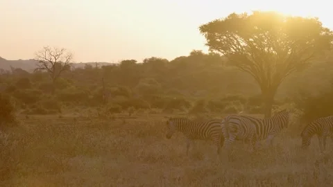 Evening sun causes low contrast golden lens flare, zebra graze grass Stock Footage 302188261