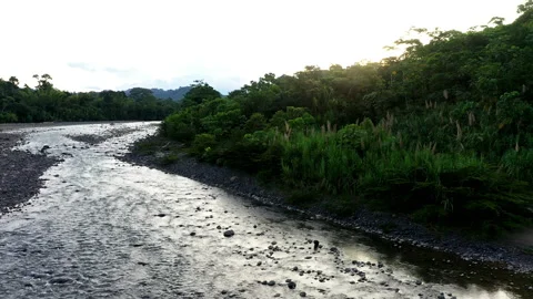 Evening sun is coming over the tree crowns Stock Footage 236778998