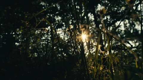 Evening Sun Flare Through Tall Grass in Norwegian Nature Stock Footage 340880957