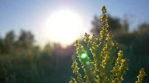 Evening Sun 스톡 동영상 70989684