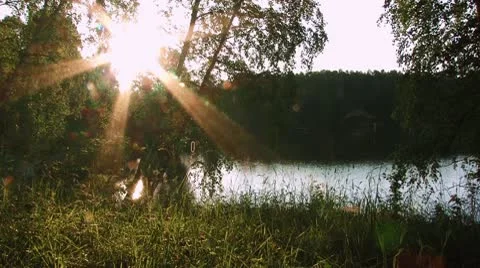 Evening sun in forest Stock Footage 10572608