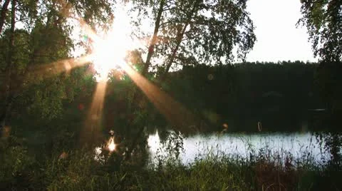 Evening sun in forest Stock Footage 10572624