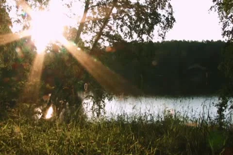 Evening sun in forest Video stock 10682375