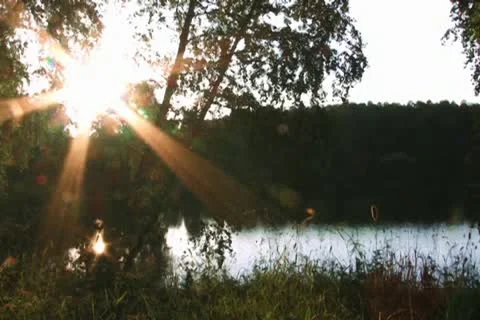 Evening sun in forest Video stock 10682386