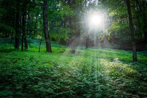 Evening sun in the forest Stock Photos