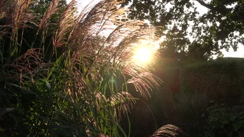Evening sun in the garden  Video stock 168558314