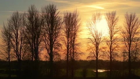 Evening sun glowing through bare forest trees, warm orange sunset sky. Bright Видео 331161200