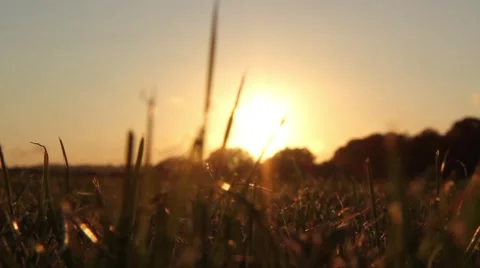 Evening sun grass 2 Stock Footage 40896823