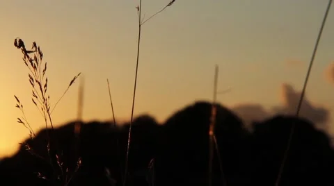 Evening sun grass 動画素材 40896579