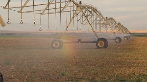 Evening sun illuminates spray as center pivot towers advance across field Video stock 40032357