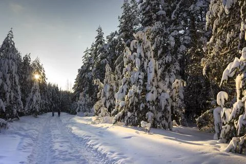 The evening sun illuminates the winter forest. December Stock Photos