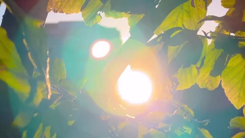 Evening sun lens flare through autumn hazel leaves - close up Stock Footage 346541148