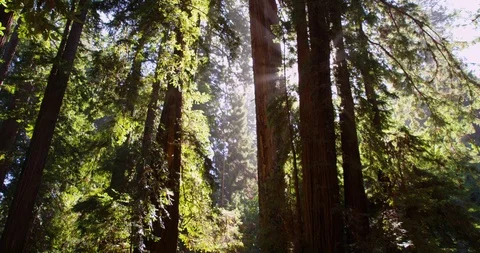 Evening sun light in Muir Woods National Monument, California, Shot with the RED Video stock 103447802