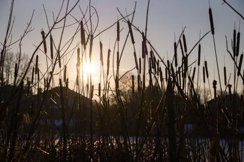 Evening sun looking through dried reeds upon roofs of cottage houses in Stock Photos
