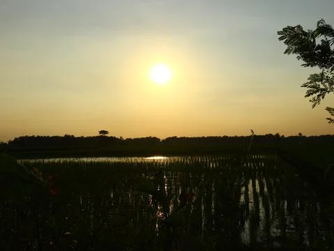 The evening sun in the middle of the rice fields Stock Photos