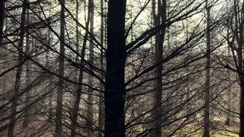 Evening sun peeking through bare trees inside dark forest; steady slider Stock Footage 247487248