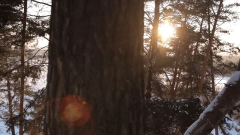 The evening sun peeks out from behind a pine tree Stock Footage 128364468