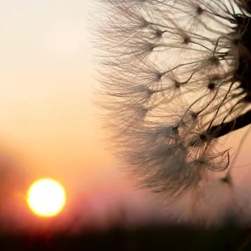 The evening sun. Stock Photos