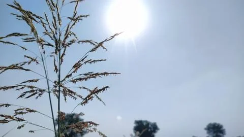 Evening Sun  Stock Photos