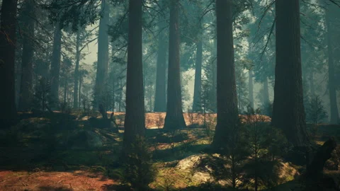 Evening sun in the pine forest Stock-Footage 235331083
