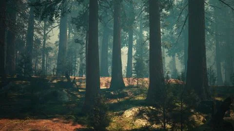 Evening sun in the pine forest Stock Illustration