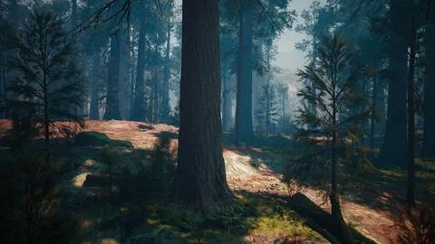 Evening sun in the pine forest Stock Illustration