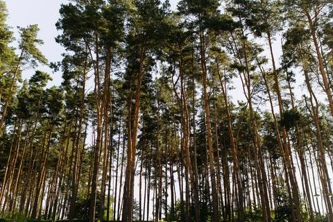 Evening sun in the pine forest. Pine forest. coniferous trees in the forest Foto stock