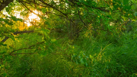 Evening sun push through the tree branches,  groove evening time lapse scene Video stock 155803771