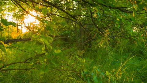 Evening sun push through the tree branches Vídeos de archivo 160913034