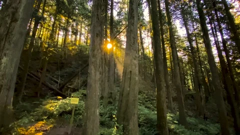 Evening Sun Rays Come Through Pine Trees in the Forest. Stock Footage 141017563