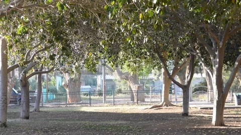 Evening sun rays in tree branches  on tree allay. Sun shining through birch tree 스톡 동영상 107626940