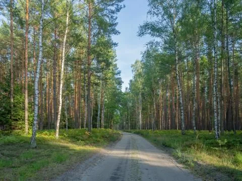 Evening sun reflections on the forest path. Stock Photos