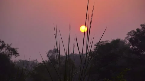 In the evening the sun sets from behind the bushes in the pink sky 動画素材 217533506