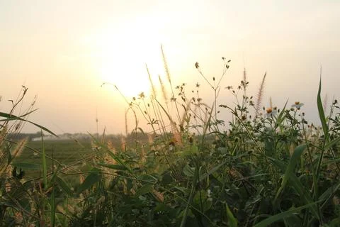 In the evening, the sun sets in the rice fields, which is naturally beautiful Stock Photos