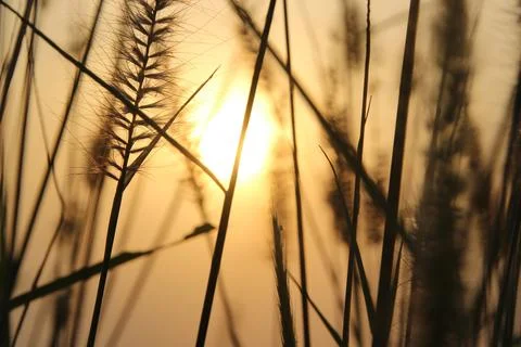 In the evening, the sun sets in the rice fields, which is naturally beautiful Stock Photos