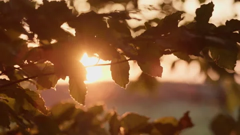 The evening sun shines through a frame of the leaves of a forest in autumn. Stock Footage 239116980