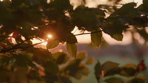 The evening sun shines through a frame of the leaves of a forest in autumn. The Stock Footage 239117491