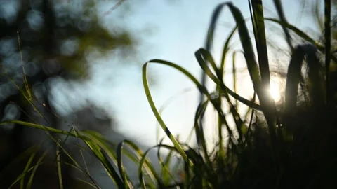 The evening sun shines through grass in the mountains 스톡 동영상 219403389