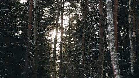 The evening sun shines through the tree trunks in the winter forest Stock Footage 156266539