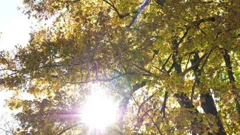 Evening sun shining between autumn leaves Stock Footage 112389576