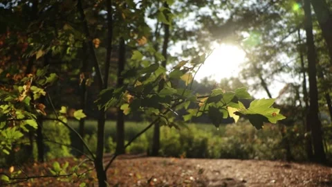 Evening Sun shining through the forest Stock-Footage 142104739