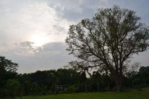 Evening Sun Shining Through a Large Park Tree Stock Photos
