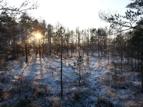 Evening sun shining through trees in snowy bog and making long shadows Stock Photos