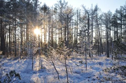 Evening sun shining through trees in snowy bog and making long shadows Stock Photos