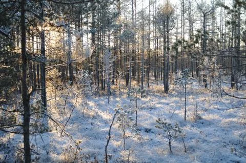 Evening sun shining through trees in snowy bog and making long shadows Stock Photos